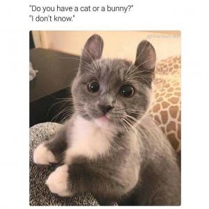 "DO you have a cat or a bunny?"

"I don't know."