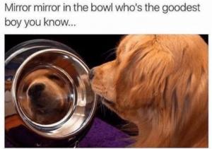Mirror mirror in the bowl who's the goodest boy you know...