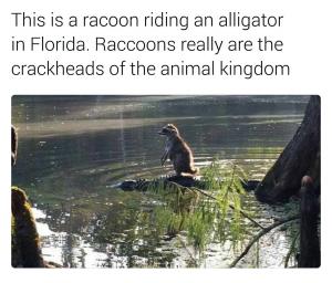 This is a racoon riding an alligator in Florida. Racoons really are the crackheads of the animal kingdom