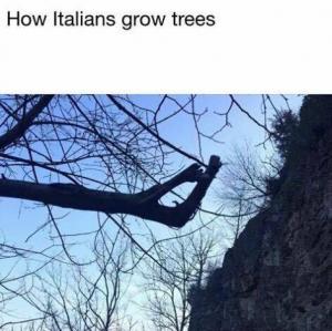 How Italians grow trees