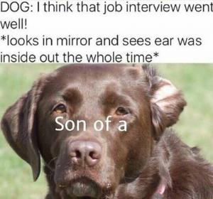 Dog: I think that job interview went well!

*Looks in mirror and sees ear was inside out the whole time*

Son of a 