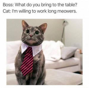 Boss: What do you bring to the table?

Cat: I'm willing to work long meowers.