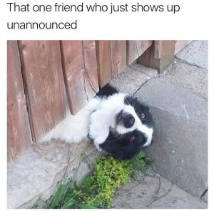 That one friend who just shows up unannounced 