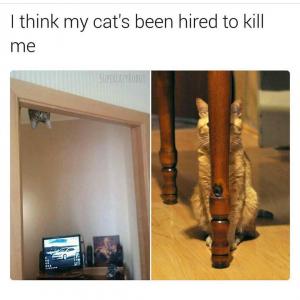 I think my cat's been hired to kill me