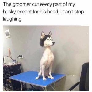 The groomer cut every part of my husky except for his head. I can't stop laughing