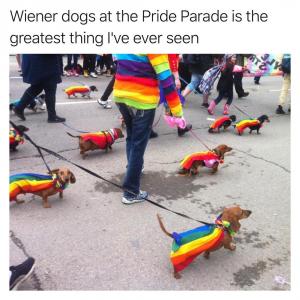 Wiener dogs a the Pride Parade is the greatest thing I've ever seen 