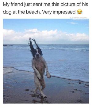 My friend just sent me this picture of his dog at the beach. Very impressed