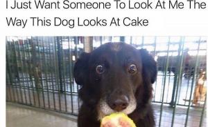I just want someone to look at me the way this dog looks at cake