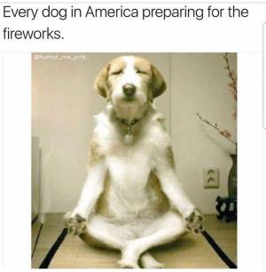 Every dog in America preparing for the fireworks.