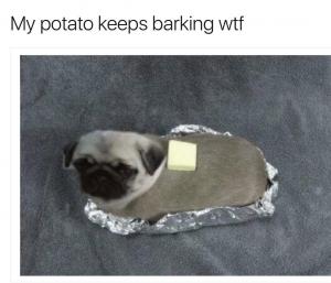 My potato keeps barking wtf