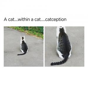A cat within a cat......catception 