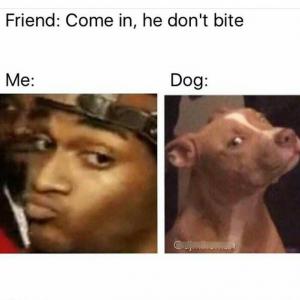 Friend: Come in, he don't bite

Me:

Dog: