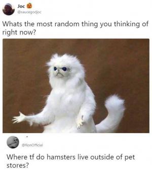 Whats the most random thing you thinking of right now?

Where tf do hamsters live outside of pet stores?