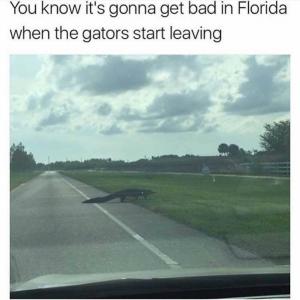 You know it's gonna get bad in Florida when the gators start leaving