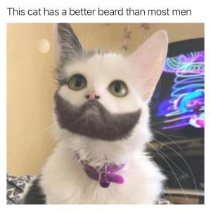 This cat has a better beard than most men