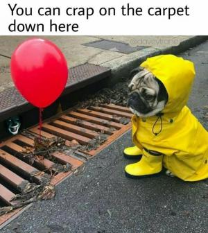 You can crap on the carpet down here