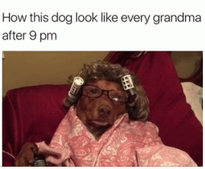 How this dog look like every grandma after 9pm