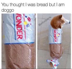 You thought I was bread but I am doggo