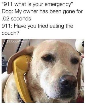 "911 what is your emergency"

Dog: my owner has been gone for .02 seconds

911: Have you tried eating the couch?