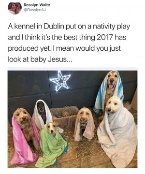 A kennel in Dublin put on a Nativity play and I think it's the best thing 2017 has produced yet. I mean would you just look at baby Jesus...