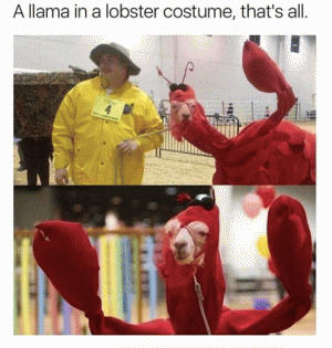 A llma in a lobster costume, that's all