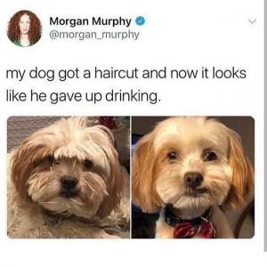 My dog got a haircut and now it looks like he gave up drinking