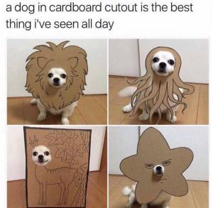 A dog in cardboard cutout is the best thing I've seen all day