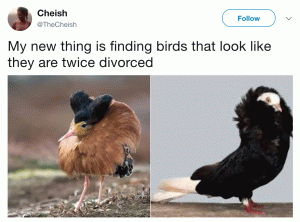 My new thing  is finding birds that look like they are twice divorced