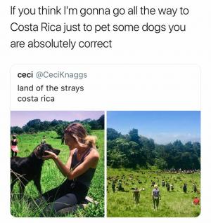 If you think I'm gonna go all the way to Costa Rica just to pet some dogs you are absolutely correct