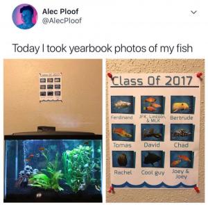 Today I took yearbook photos of my fish