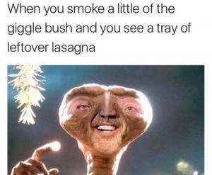 When you smoke a little of the giggle bush and you see a tray of leftover lasagna