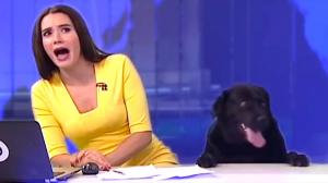 Funny news bloopers that hit the internet in 2017. 