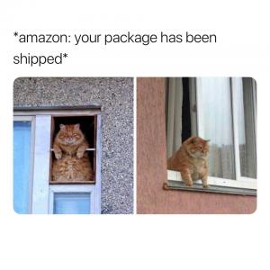 *Amazon: Your package has been shipped*