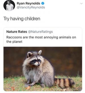 Try having kids

Raccoons are the most annoying animals on the planet