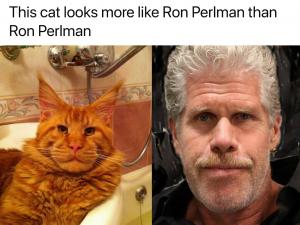 This cat looks more like Ron Perlman than Ron Perlman