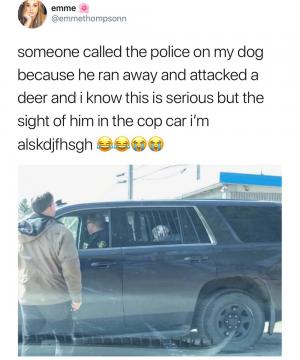 Someone called the police on my dog because he ran away and attacked a deer and I know this is serious but the sight of him in the cop car I'm alskdjfsgh