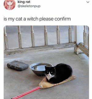 Is my cat a witch please confirm