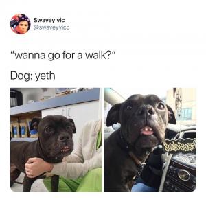 "Wanna go for a walk?"

Dog: yeth