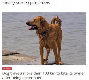 Finally some good news

Dog travels more than 100 km to bite its owner after being abandoned