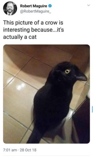 This picture of a crow is interesting because...it's actually a cat