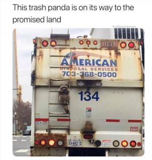 This trash panda is on its way to the promised land