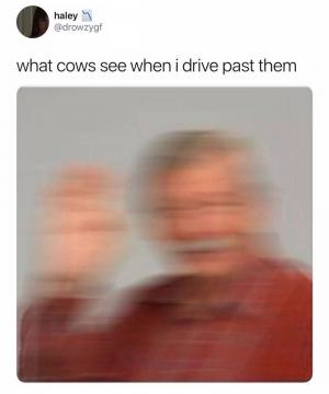 What cows see when I drive past them