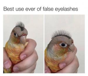Best use ever of false eyelashes