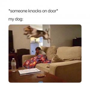 *Someone knocks on door*

My dog: