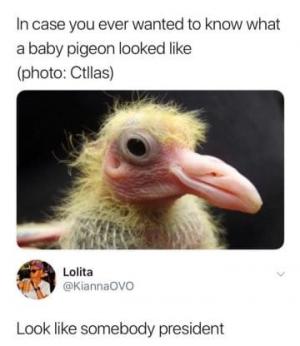 In case you ever wanted to know what a baby pigeon looked like

Look like somebody president