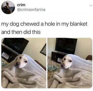 My dog chewed a hole in my blanket and then did this