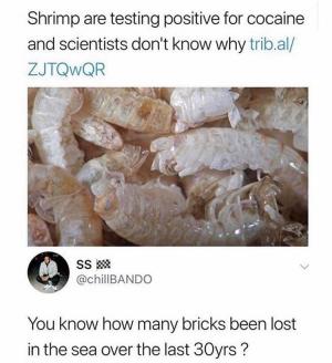 Shrimp are testing positive for cocaine and scientists don't know why

You know how many bricks been lost in the sea over the last 30yrs ?
