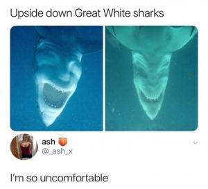 Upside down Great white sharks

I'm so uncomfortable