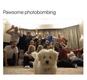 Pawsome photobombing 