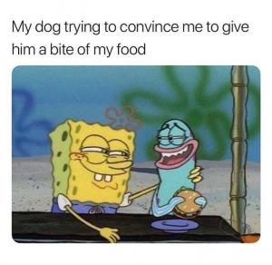 My dog trying to convince me to give him a bite of my food